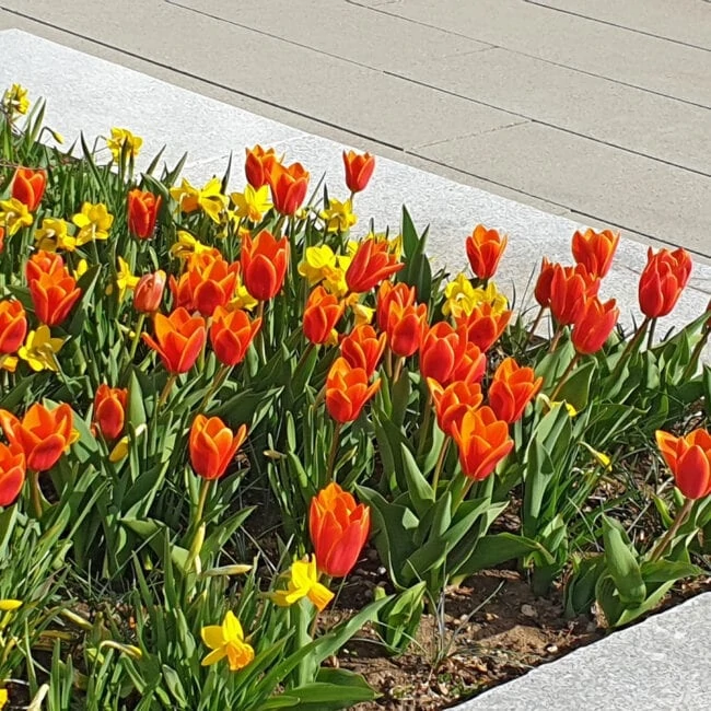 Rote Tulpen und Osterglocken in Garten