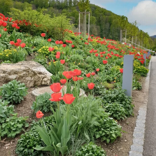 Rote Tulpen im Garten