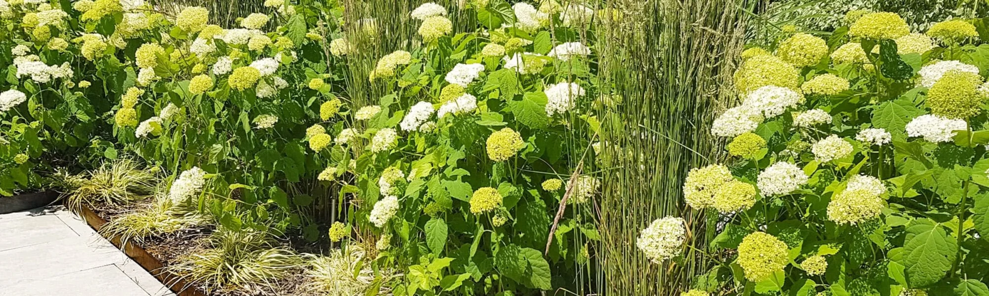 Pflanzen im Garten