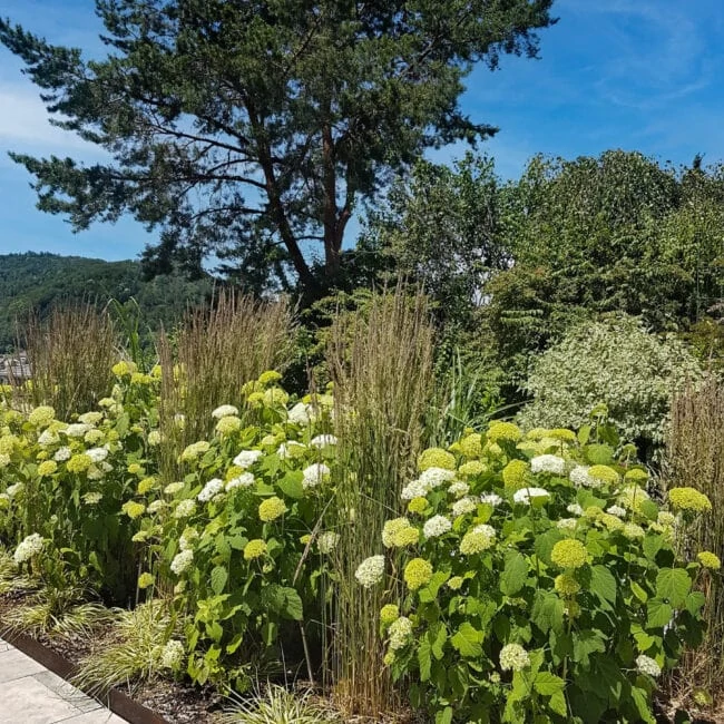 Pflanzen im Garten