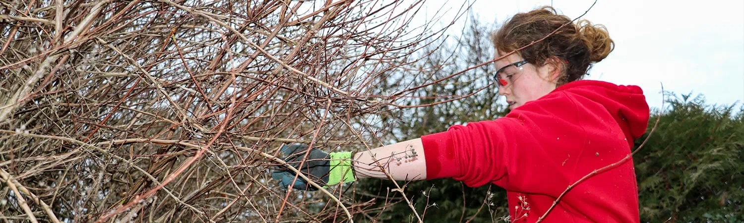  lp gartenunterhalt baum straucherschnitt neu